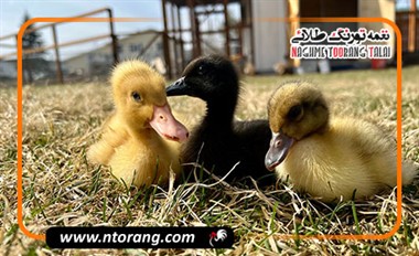 چالش‌های مراقبت از جوجه اردک یک‌روزه